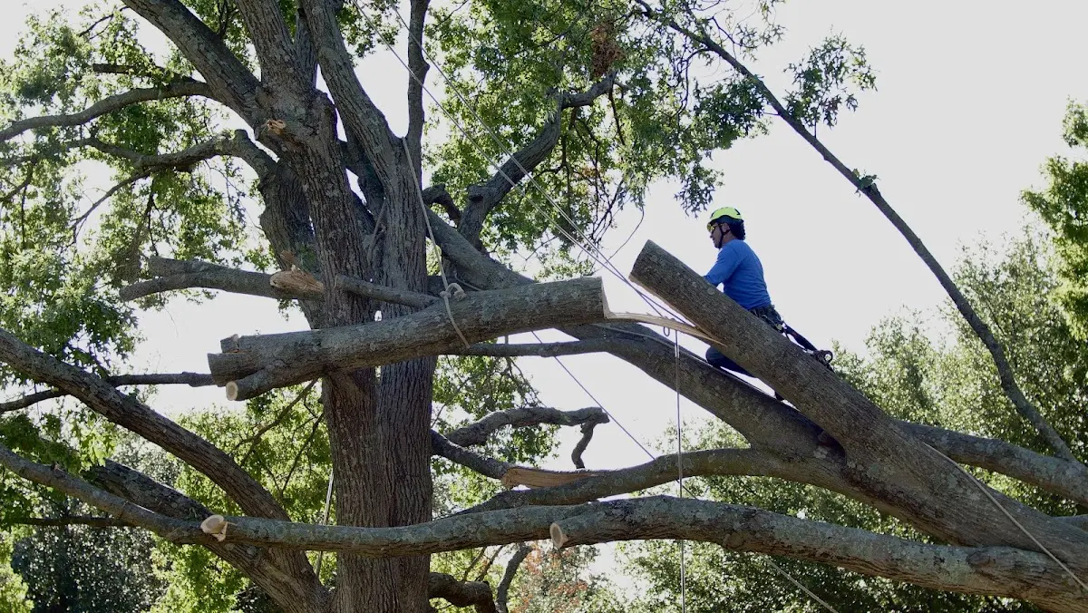 Professional Crown Thinning performed by certified arborists in Montara