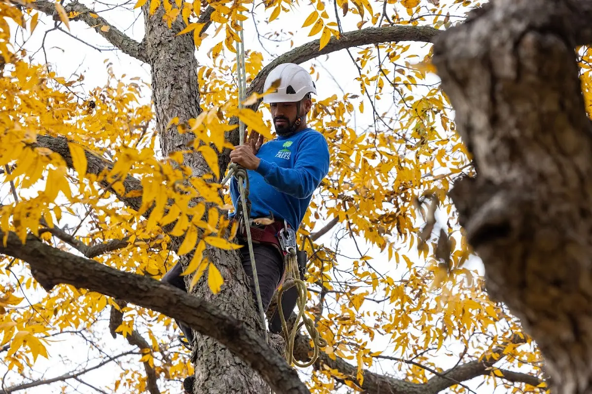 Skilled Tree Planing crew working in Montara
